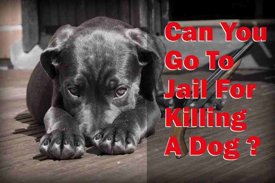 can you go to prison for killing a dog